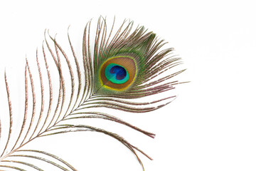 Fototapeta premium beautiful Peacock feather on white background