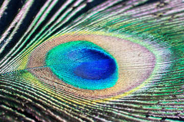 Naklejka premium Close up of a Peacock feather frame