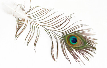 Obraz premium beautiful Peacock feather on white background