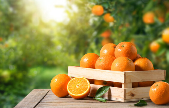 Fresh oranges in wooden crate with orange plantation background.