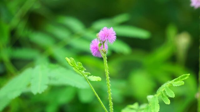 Mimosa invisa (Giant Sensitive Plant, Giant False Sensitive Plant, Maiyaraap Thao, shameplant, zombie plant, bashful mimosa, herbe sensible, sensitive grass). The trunk are square and thorny