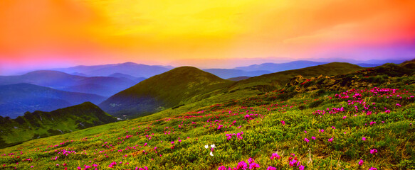 blossoming red rhododendrons flowers in the mountains, amazing panoramic nature scenery	