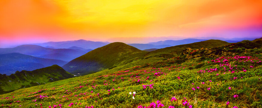 blossoming red pink rhododendrons flowers in the mountains, amazing panoramic nature scenery, Carpathians, Chornohora (Chornohora) range, Ukraine, Europe	