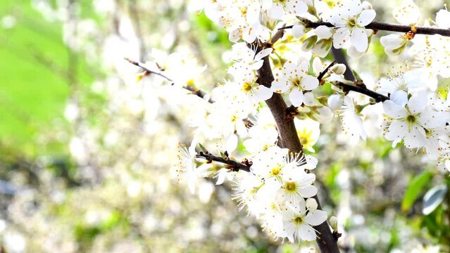 Blackthorn blossom in spring in Germany with camera drive