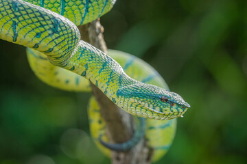 green viper snake on tree