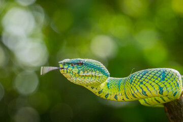 the viper is sticking out its tongue