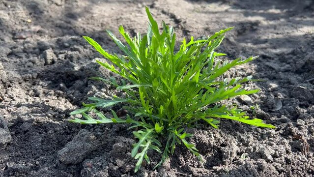 Wilder Rucola Pflanze Garten frische junge Bl&auml;tter