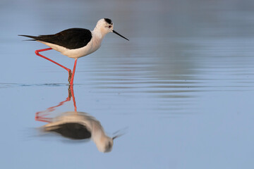 Obraz premium At mirror, the black-winged stilt (Himantopus himantopus)