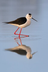 At mirror, the black-winged stilt (Himantopus himantopus)