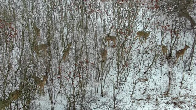 A heard of deer eating sumac in thicket during Winter snow, aerial view.

