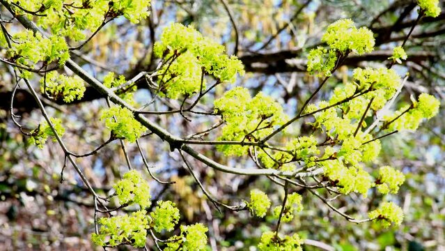 Maple blossom in spring in Germany