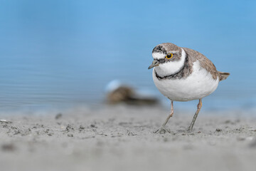 The little ringed plover, fine art portrait (Charadrius dubius)