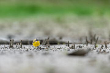 A little hunter on mud, the western yellow wagtail (Motacilla flava)
