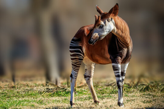 A male Okapi (Okapia johnstoni) in a zoo