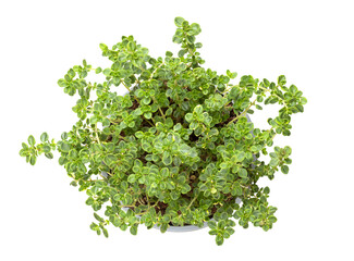 Lemon thyme, young plant in gray plastic pot. Thymus citriodorus, also known as citrus thyme. Lemon-scented medicinal and culinary herb, also grown as evergreen ornamental plant. Isolated, from above.