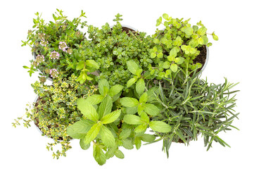 Mediterranean and aromatic culinary herbs, in gray plastic pots for replanting. Winter savory, lemon thyme, oregano in the first, lemon thyme, mint and rosemary in the second row, isolated from above.