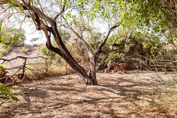 A large branchy dry tree on exposition at the Botanical Garden in Eilat city, southern Israel