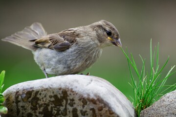 Fototapeta premium Young house sparrow landed on a stone. Czechia. 