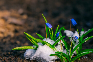 A bush of small blue scilla flowers grows from under the snow, close-up on a blurred background. spring blooming flowers