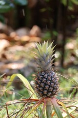 pineapple in the garden