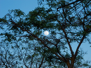 Luna llena entre las ramas de un árbol durante la hora azul.