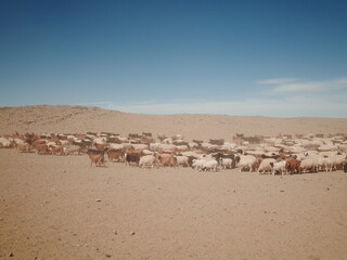 Mongolia