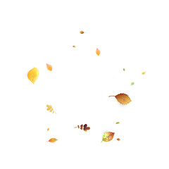 Leaves Falling Autumn Foliage Chaotic Leaf Flying