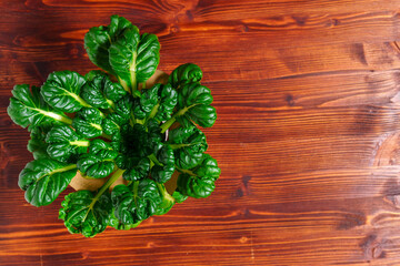 Tatsoi is an Asian variety of Brassica rapa grown for vegetables. Brassica rapa subsp. narinosa....