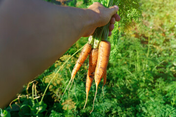 Carrot in hand. A large bunch of carrots in a man hand on the background of the garden. Organic vegetables. Healthy eating