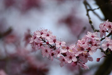 pink cherry blossom