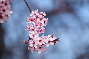 pink cherry blossom