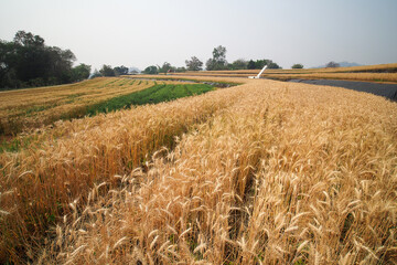 Golden ripe ears of wheat. Wheat field. Ears of golden wheat