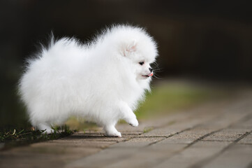 white cute pomeranian spitz puppy walking outdoors