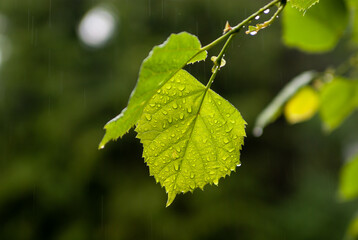 green leaves in rain