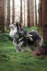 Portrait of a Finnish Lapphund dog