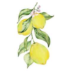 Watercolor composition, juicy lemon, flowers and leaves