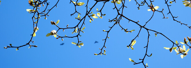 banner with white magnolia flowers blossoms on sunny background. Beautiful spring background of nature with branch of flowering blossoms Copy location for text flowering trees against blue clear sky