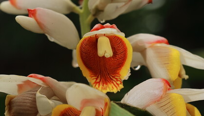 cardamom (badi elaichi) flowers blooming in spring, beautiful exotic flowers are looks like orchid,...