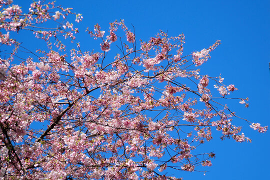Beautiful cherry blossom sakura in spring time over blue sky. Amazing vivid colors, springtime nature banner with copy space. Pink cherry flowers gentle light blue sky background. High quality photo