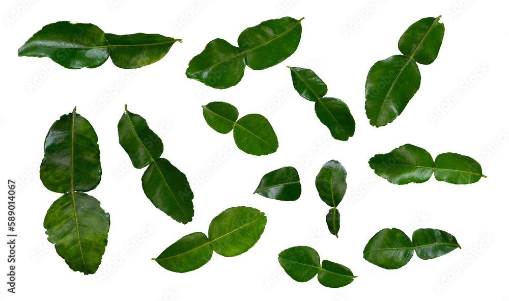 Poster set of lime leaves isolated for spice element