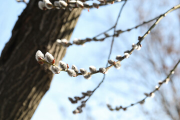 Beautiful pussy willow branches with flowering catkins against blue sky