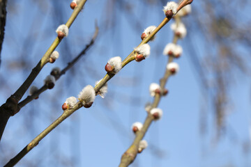 Beautiful fluffy catkins on willow branches against blue sky