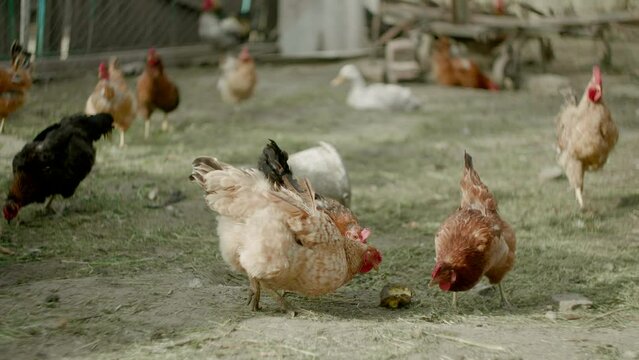 Three chickens fighting for a piece of food in farm yard