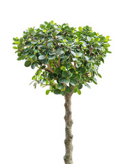 Ficus ginseng or Banyan tree