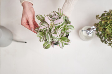 woman holding tradescantia pink clone potted plant indoors