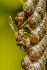 Paper Wasp building its nest