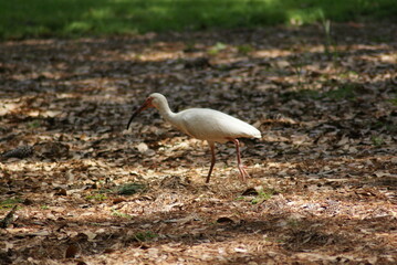 American White Ibis