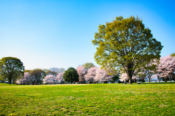 Fototapeta na wymiar 快晴の青空の下で、広大な広場の芝生にはタンポポが咲き、周辺には満開の桜が咲いている美しい日本の風景