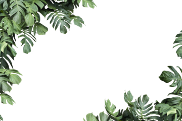 square frame surrounded by monstera leaves with copy space.