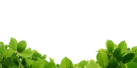 Kratom leaves isolated against a flat background